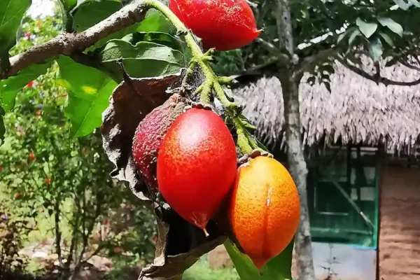 nova_terra_retreat_center_onsite_006b