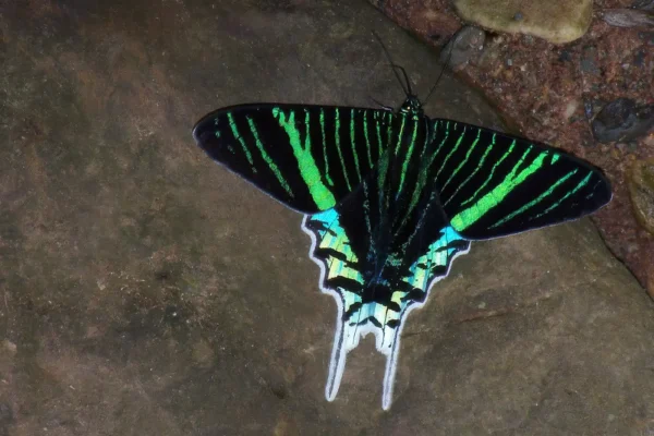 Green-banded Urania, Urania leilus