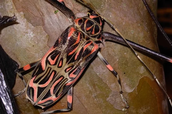 Harlequin Longhorn Beetle, Acrocinus longimanus