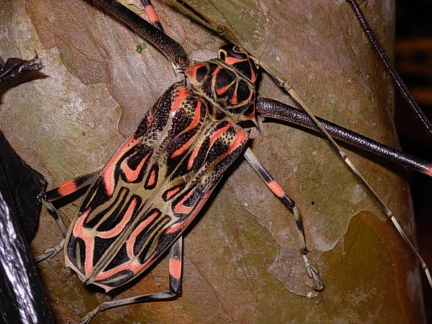 Harlequin Longhorn Beetle, Acrocinus longimanus
